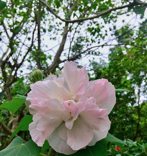 芙蓉花（芙蓉花的美丽和寓意令人动容）