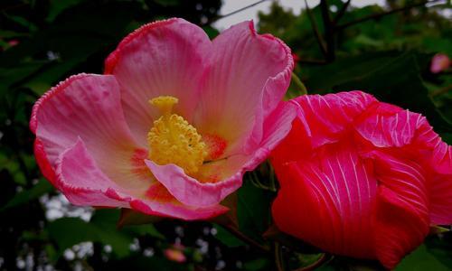 芙蓉花（芙蓉花的美丽和寓意令人动容）