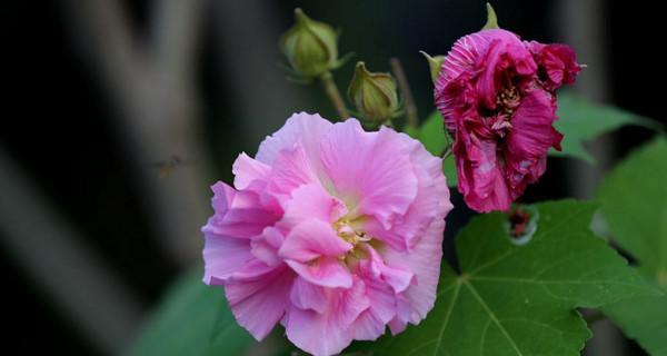 芙蓉花（芙蓉花的美丽和寓意令人动容）