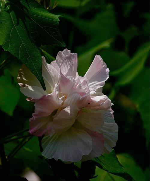 木芙蓉花语（浪漫）