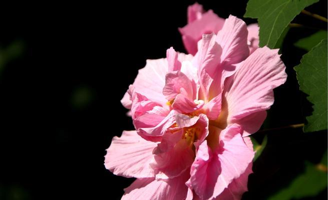 木芙蓉花语（浪漫）