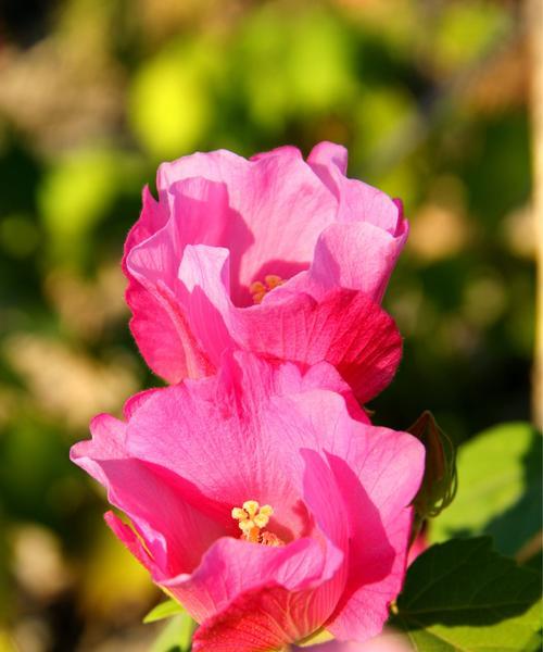 木芙蓉花语（浪漫）