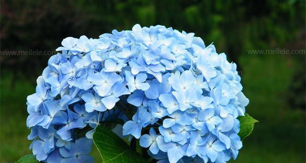 芙蓉树花语之美（悠然花开）