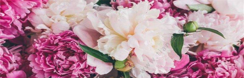 芙蓉树花语之美（悠然花开）