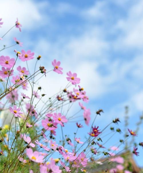 格桑花花语（格桑花的寓意与象征）