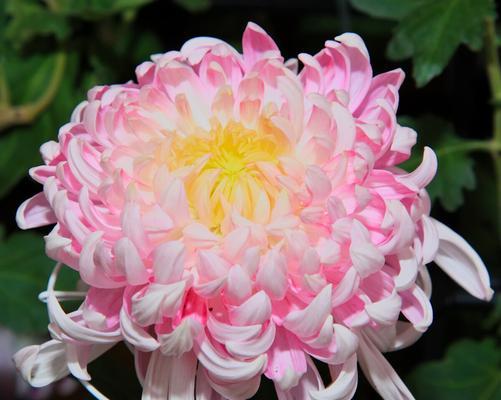 菊花的花语与寓意（通过菊花的花语了解不同的寓意）