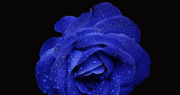 玫瑰花的寓意与象征——探索不同颜色玫瑰花的隐含意义（从浪漫至激情）