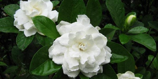 枸杞的花语与寓意（传承千年的健康之花）