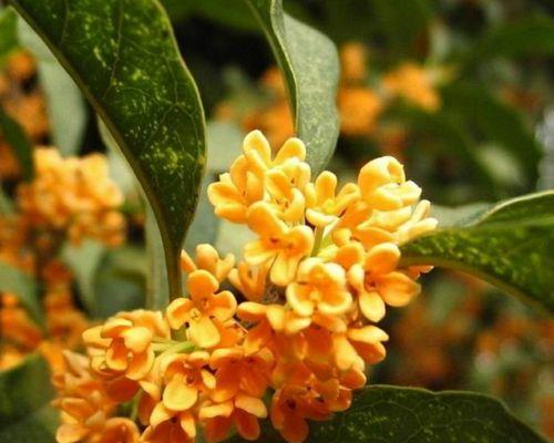 桂花花语与寓意的解读（桂花花语的深层含义及其象征意义）