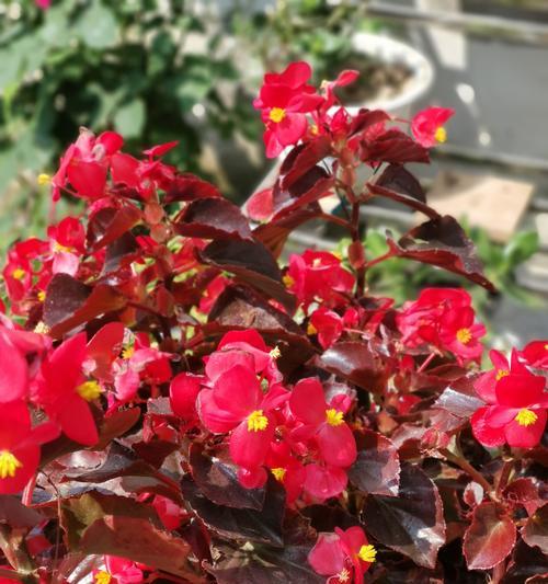 缤纷海棠花语（以不同颜色海棠花的花语为主题）