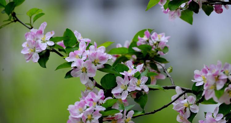 缤纷海棠花语（以不同颜色海棠花的花语为主题）