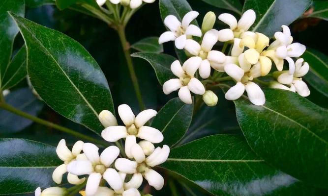 以海桐花语为主题的文章（海桐花语的意义与传承）