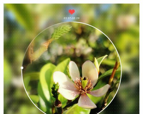 含笑花花语（一朵朵含笑的花朵）
