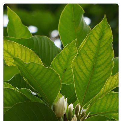 含笑花花语（一朵朵含笑的花朵）