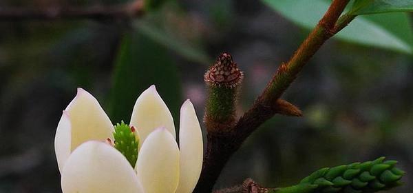 含笑花（探索含笑花的象征意义与生命启示）