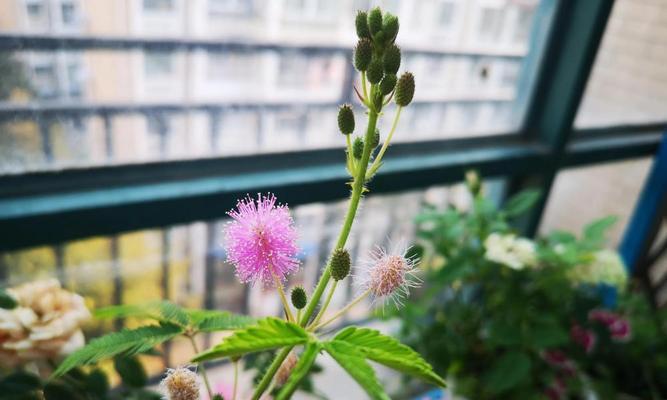含羞草的花语与美丽（探索含羞草的花语之美）