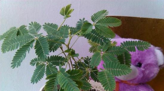 含羞草的花语与寓意（含羞草）