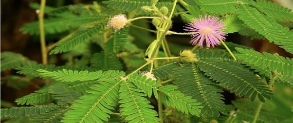 含羞草花语与寓意解析（探索含羞草的神奇世界）