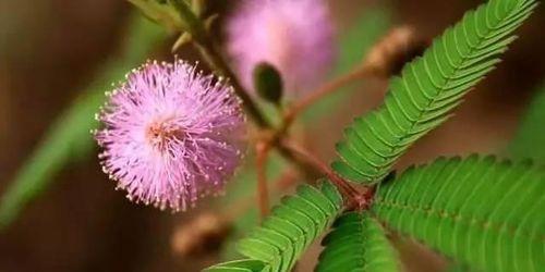 含羞草花语与寓意解析（探索含羞草的神奇世界）