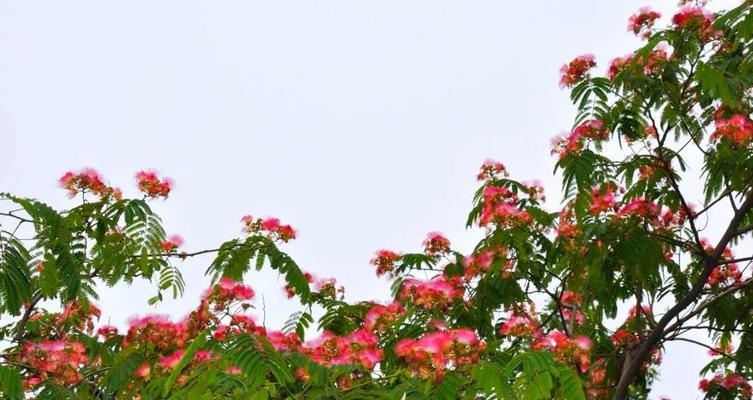 合欢花语传递的美好情感（合欢花语让爱与友谊延续）