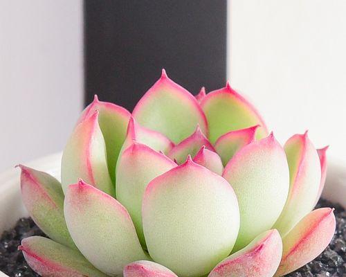 大盆深盆适合养什么花（选择适合的花卉）