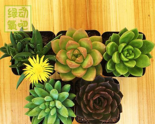 大盆种植指南——打造生态绿色家园（适合在大盆中种植的植物有哪些）