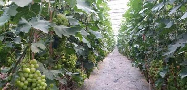 大棚葡萄种植技术与管理（科学规划助力高产丰收）