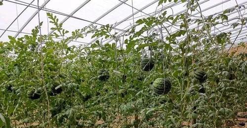 大棚西瓜的播种时间与技巧（如何选择最佳播种时间）
