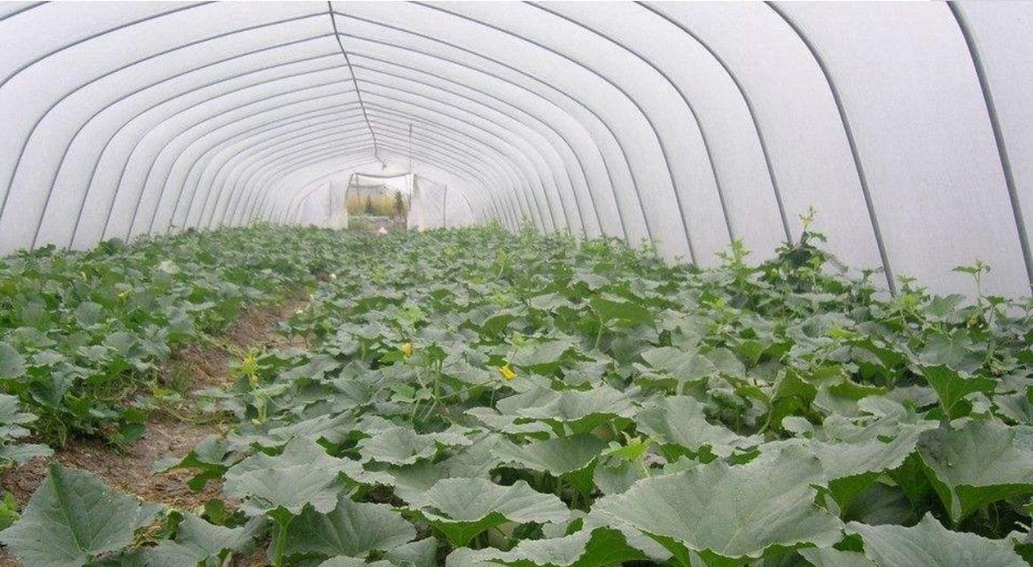 大棚西瓜的播种时间与技巧（如何选择最佳播种时间）