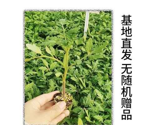 大棚西红柿的种植技术和管理（提高大棚西红柿的产量和质量）