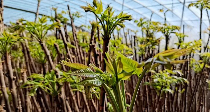 大棚香椿种植全攻略（掌握种植时间）