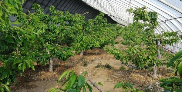 大棚樱桃几年结果实的秘密（揭秘大棚樱桃成熟的奥秘）