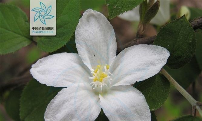 大薸——花草之争（探究大薸的真正身份）