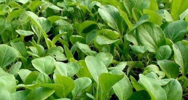 大青菜种植时间的选择（如何在不同季节选取最佳种植时间）