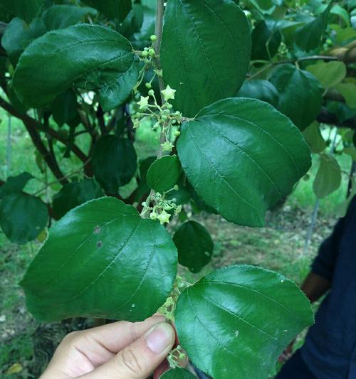大青枣开花时间及数量探究