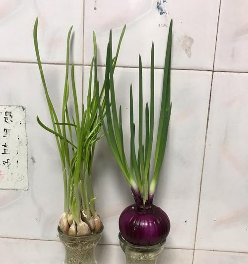 大蒜的浇水时间与频率（掌握合适的浇水时间和频率）