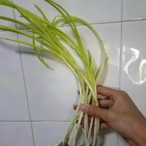 大蒜种植中水的管理（掌握浇水频率）