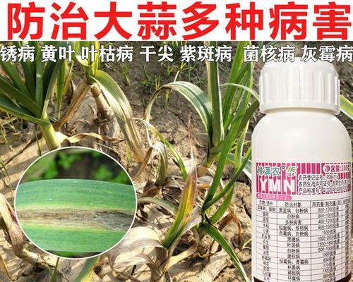 大蒜种植中水的管理（掌握浇水频率）
