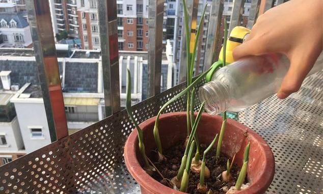 大蒜种植的最佳时间（掌握适时）