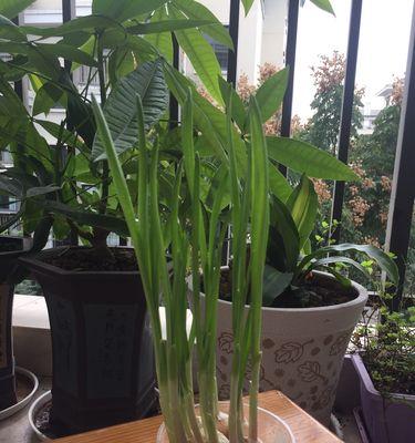 大蒜是否能放冰箱（了解大蒜放冰箱的最佳方法）