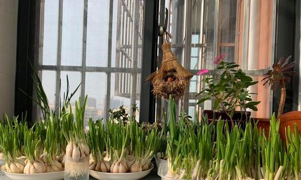 大蒜盆栽种植方法（打造健康生活新选择）