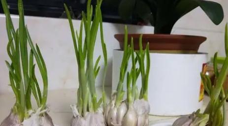 大蒜的种植时间及注意事项（农家必看）