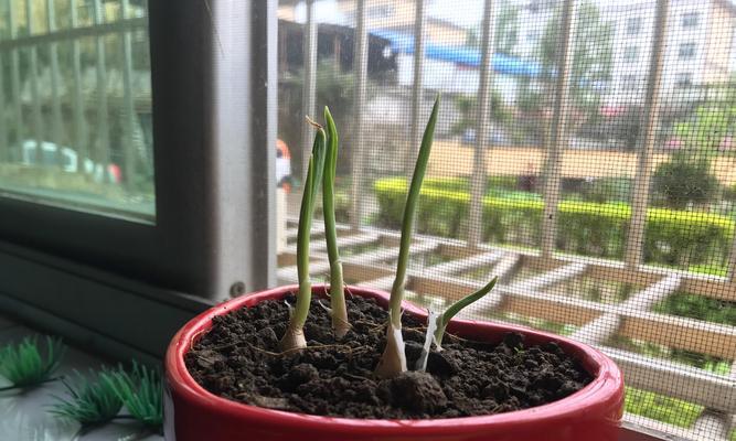大蒜成熟时间及注意事项（了解大蒜成熟的关键期限）