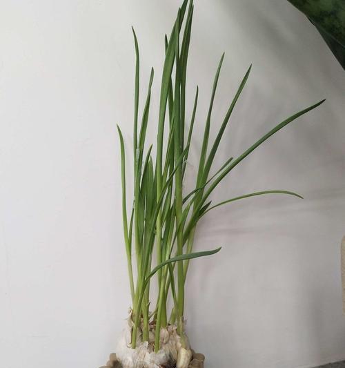 大蒜的生长环境条件及特点（了解大蒜生长的秘密）