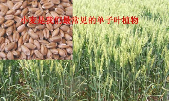 大蒜属于单子叶植物吗（揭开大蒜的生物分类学之谜）