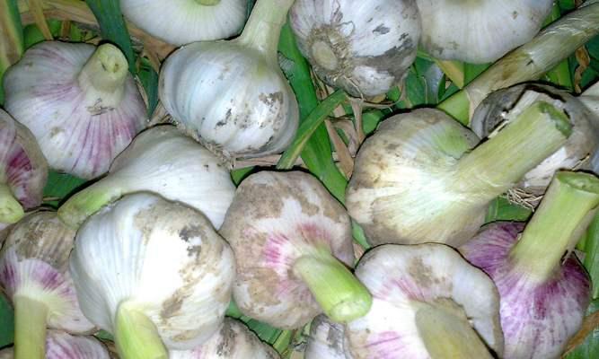 大蒜（从种植到销售）