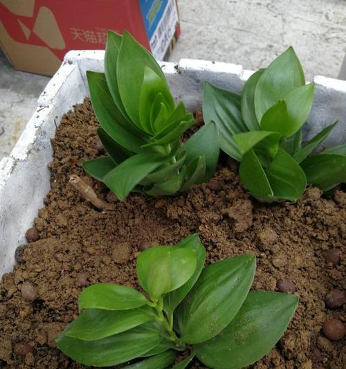 大蒜——一种神奇的多年生草本植物（百合科植物的代表）