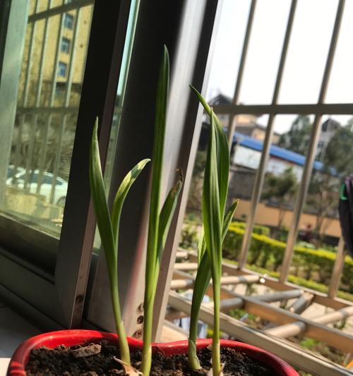 大蒜的土壤选择（大蒜种植的关键——选对土壤）