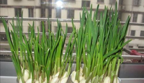 大蒜的土壤选择（大蒜种植的关键——选对土壤）