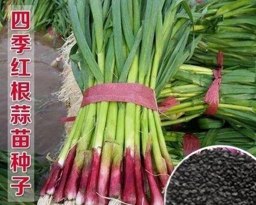 大蒜种子的保存和繁殖技巧（如何获得高质量的大蒜种子）